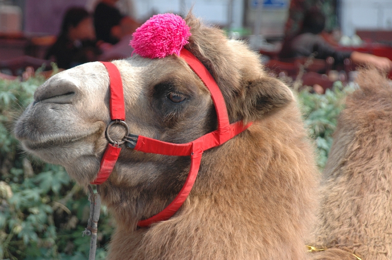 MP_DSC_0482.jpg